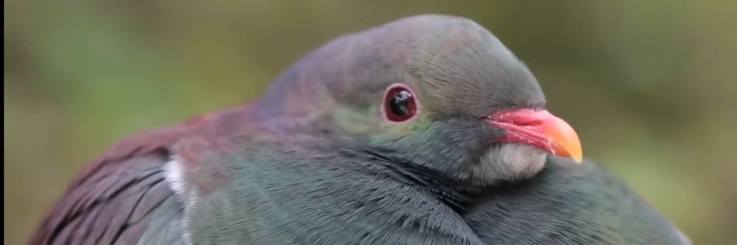 新西兰大肥鸠kererū banner