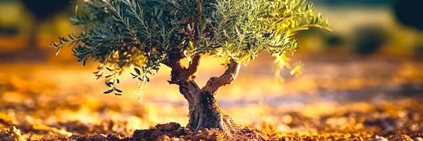 dorcasEtweets Profile Banner