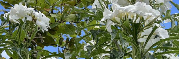 matoscomdoist Profile Banner