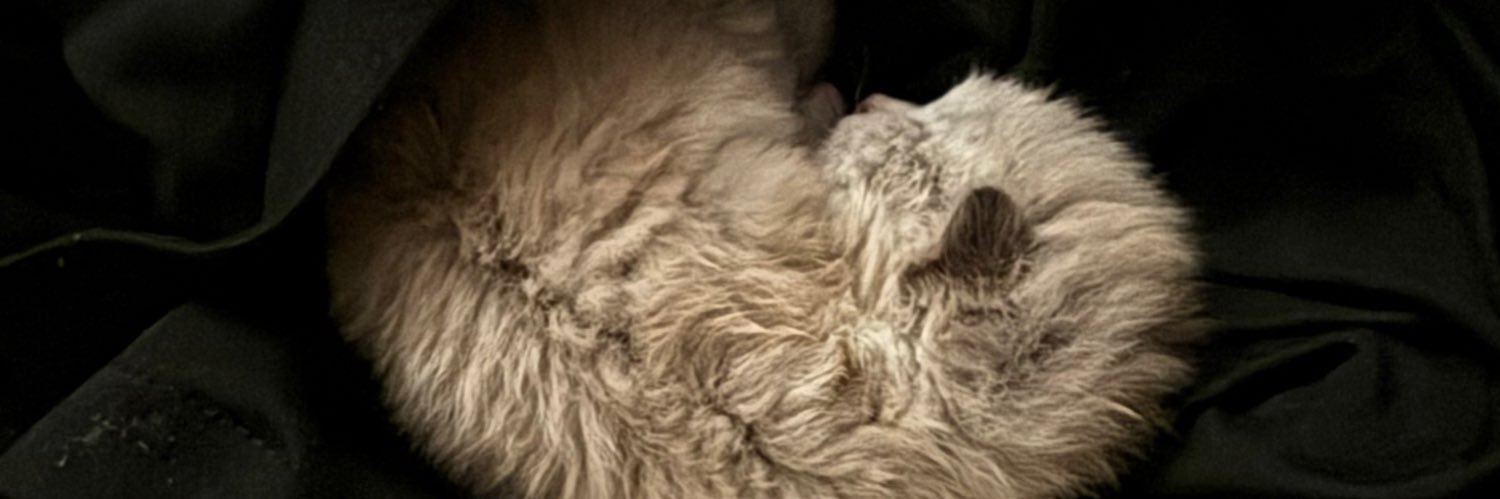 Beainthemiddle's profile banner image