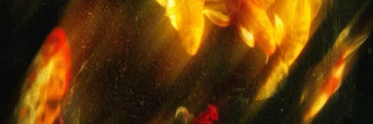 𝘼𝙢𝙖𝙡𝙜𝙖𝙢𝙤𝙪𝙨 𝙋𝙧𝙞𝙢𝙚 banner