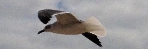 John Grinnell banner