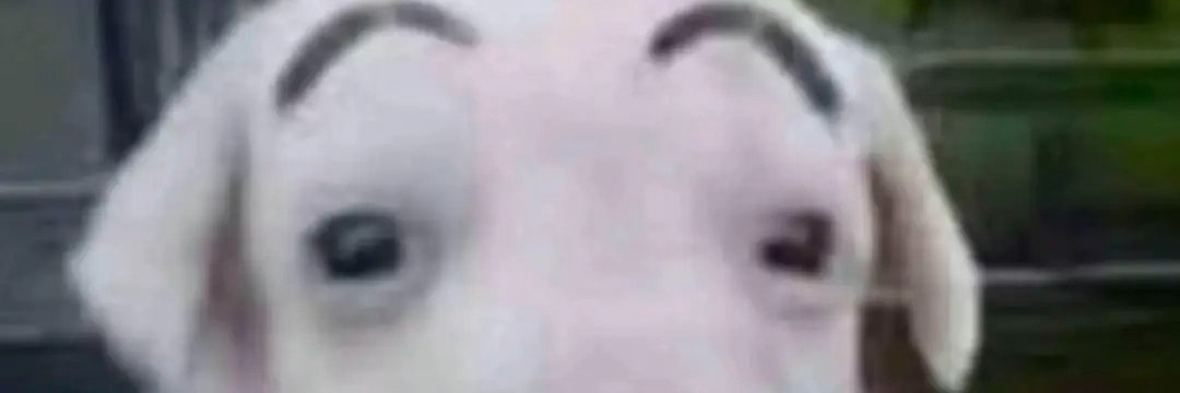 Panhowzer banner