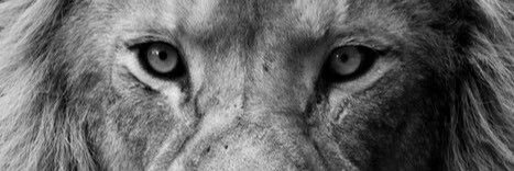 Nick_MacDonald's profile banner image