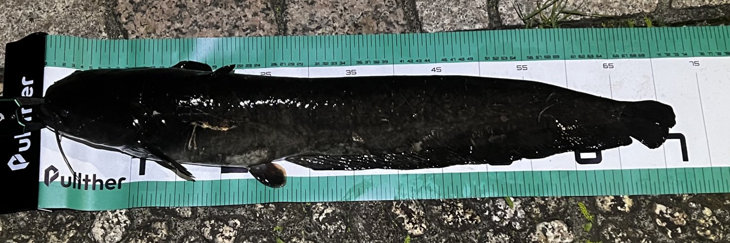 🛻🦍ショボクレ･グー子🪆🎣 banner