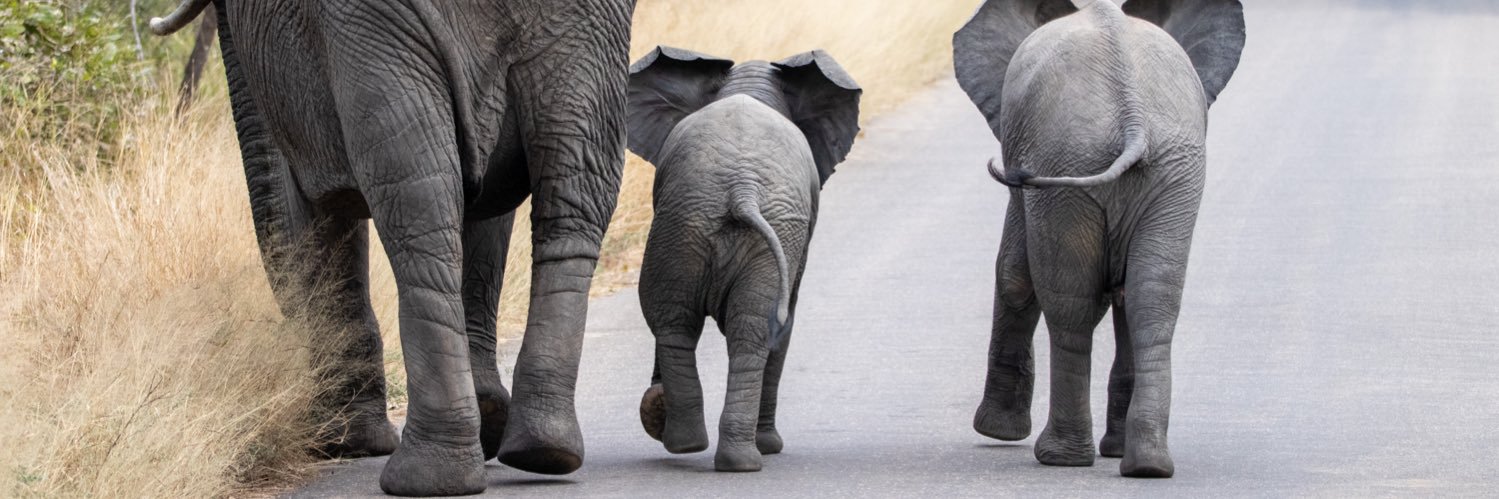 Grumpy South African 🇮🇱 banner