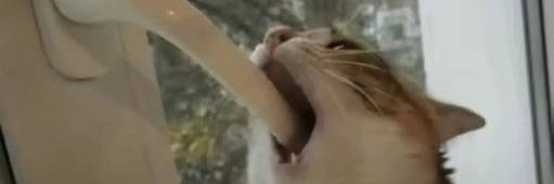 BARA LOVER 19 banner