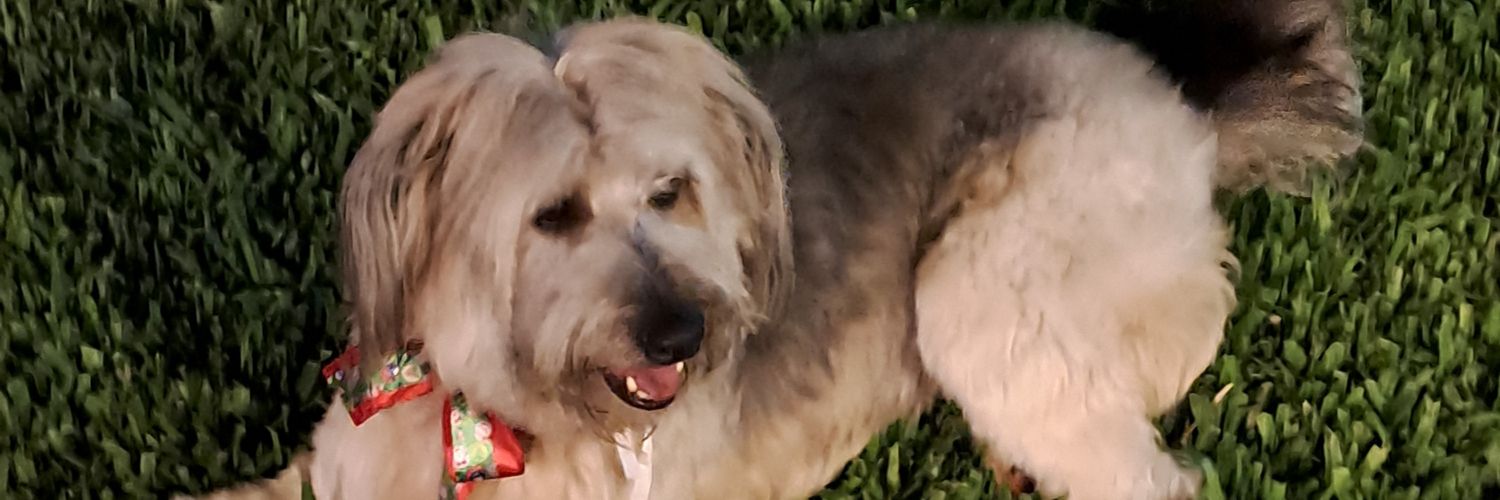 chelocacciola's profile banner image