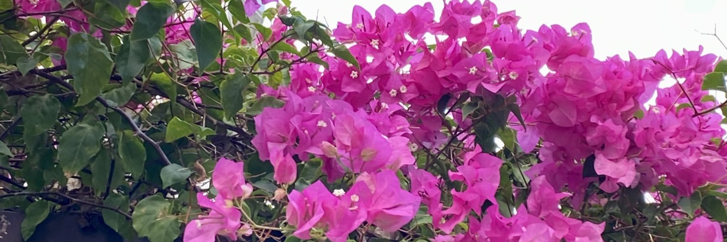 luzceleste67's profile banner image