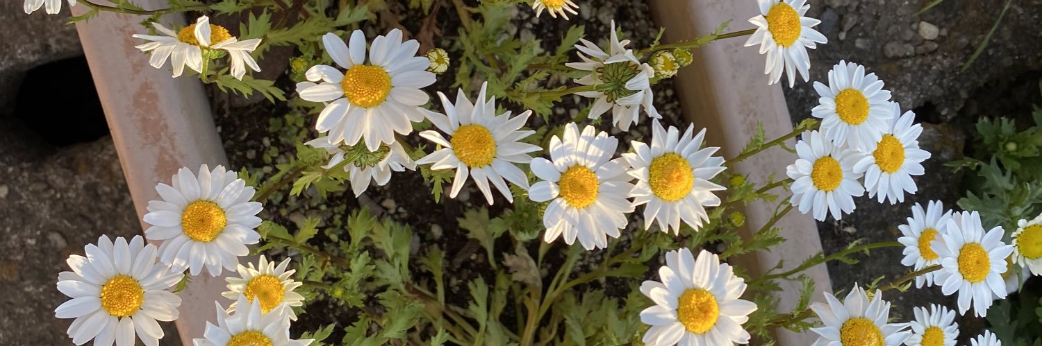 header image