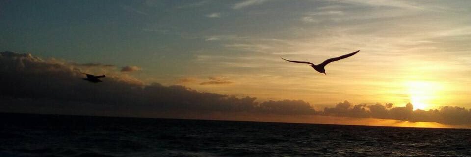 noewildcur's profile banner image