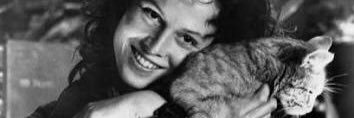 140cutecats's profile banner image