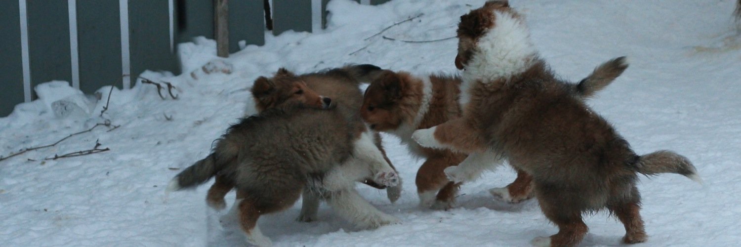 sheltie1's profile banner image