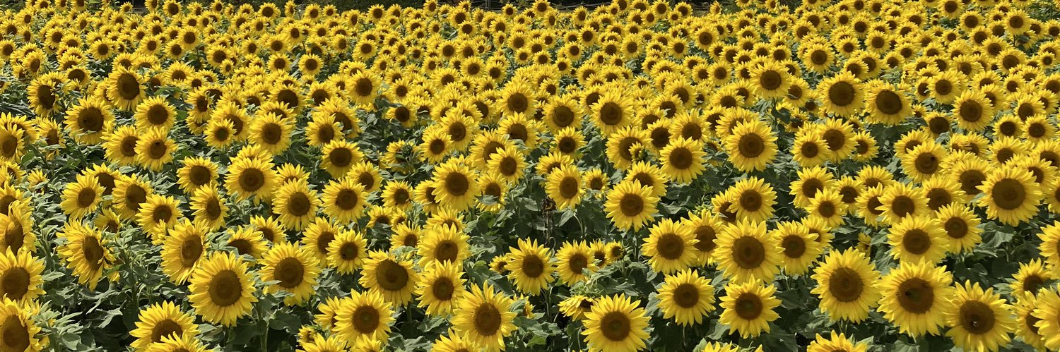 Nick Pritchard banner