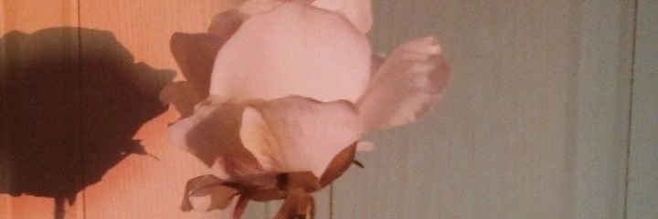 dann_lian's profile banner image