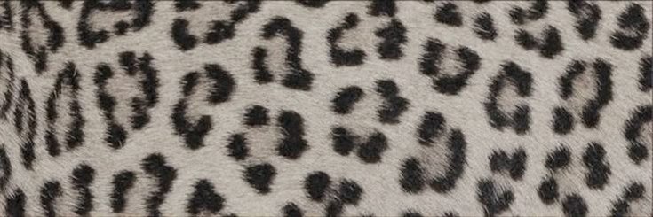 duda banner