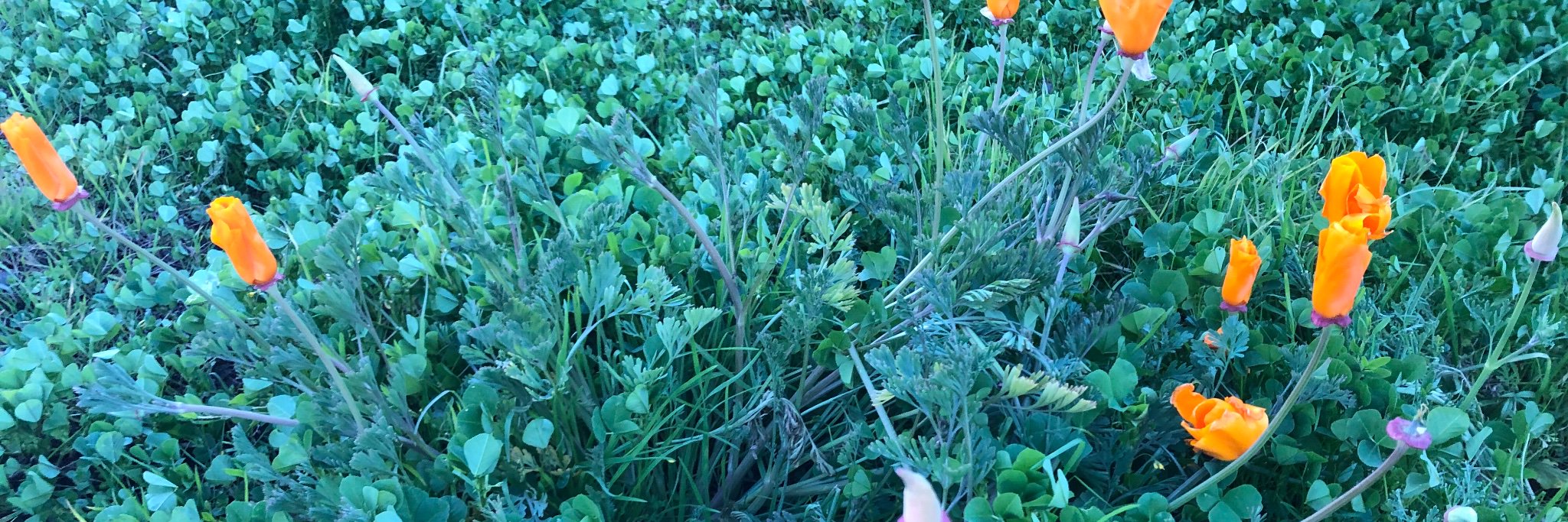 Jessica Dickinson Goodman 🏳️‍🌈 banner