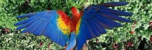 Tatica Cadena Amado banner