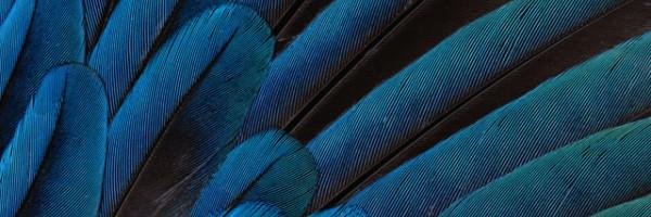 ManFlayva Profile Banner