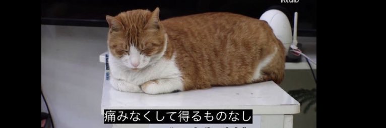 ﾐｹ 🐾໊ banner