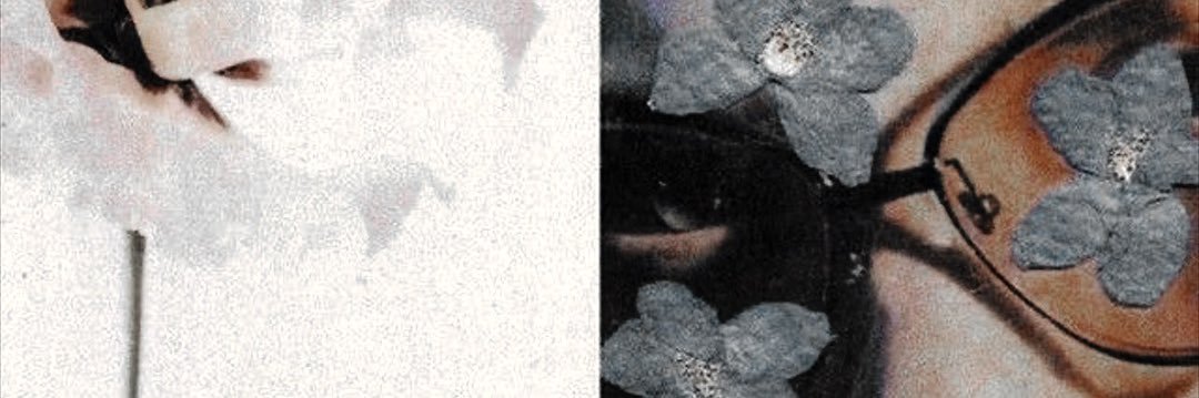 suri. banner