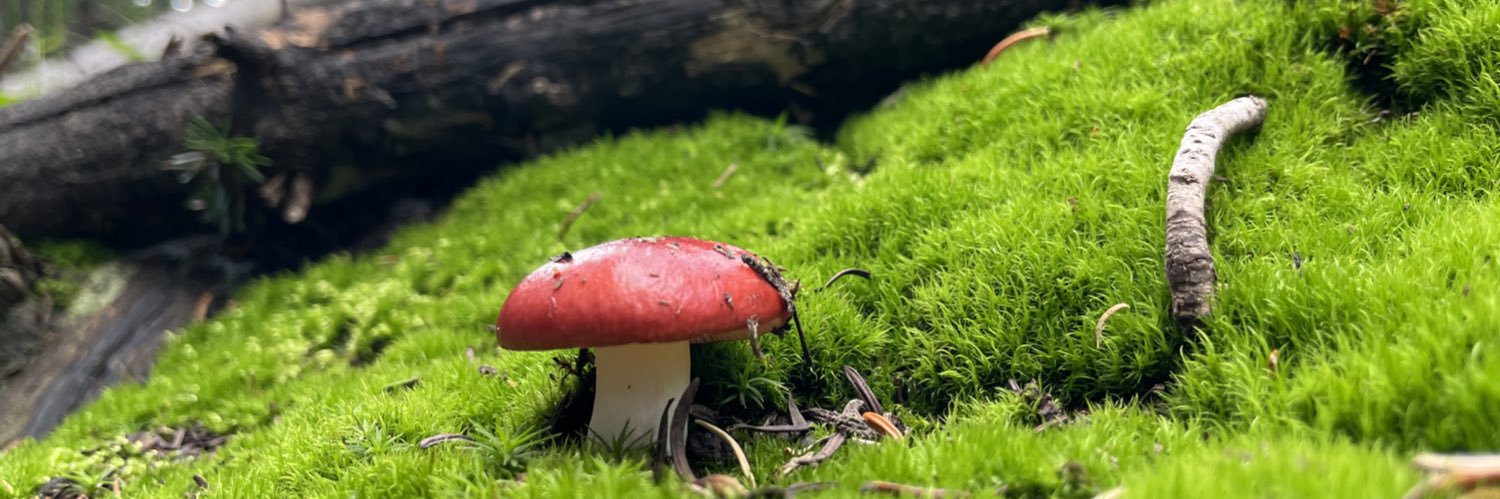 Mushrooms Every Hour! 🍄 banner