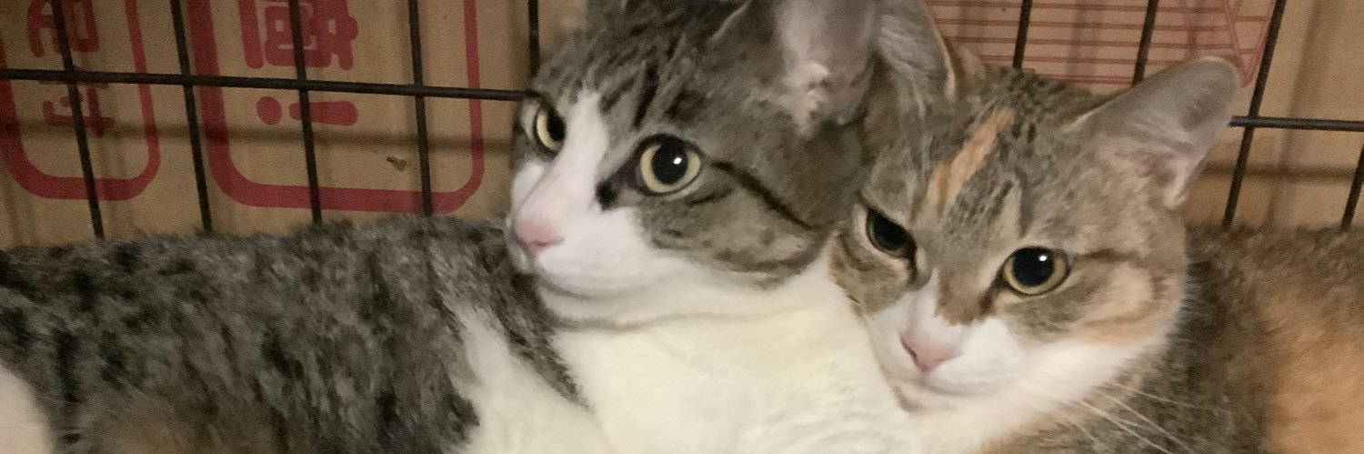 もち食パン banner