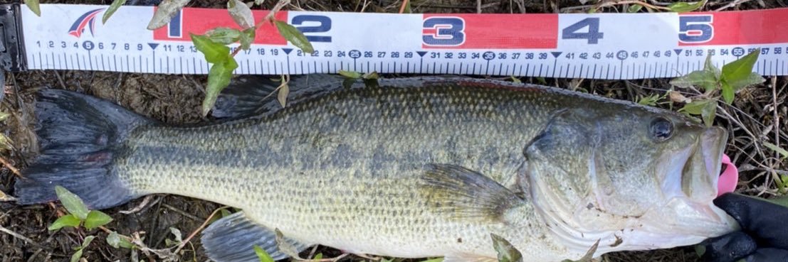 八咫@team D.M.D banner