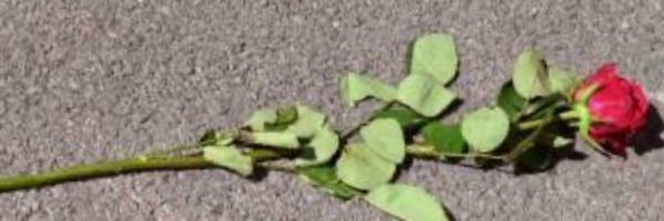 totahuagulab Profile Banner