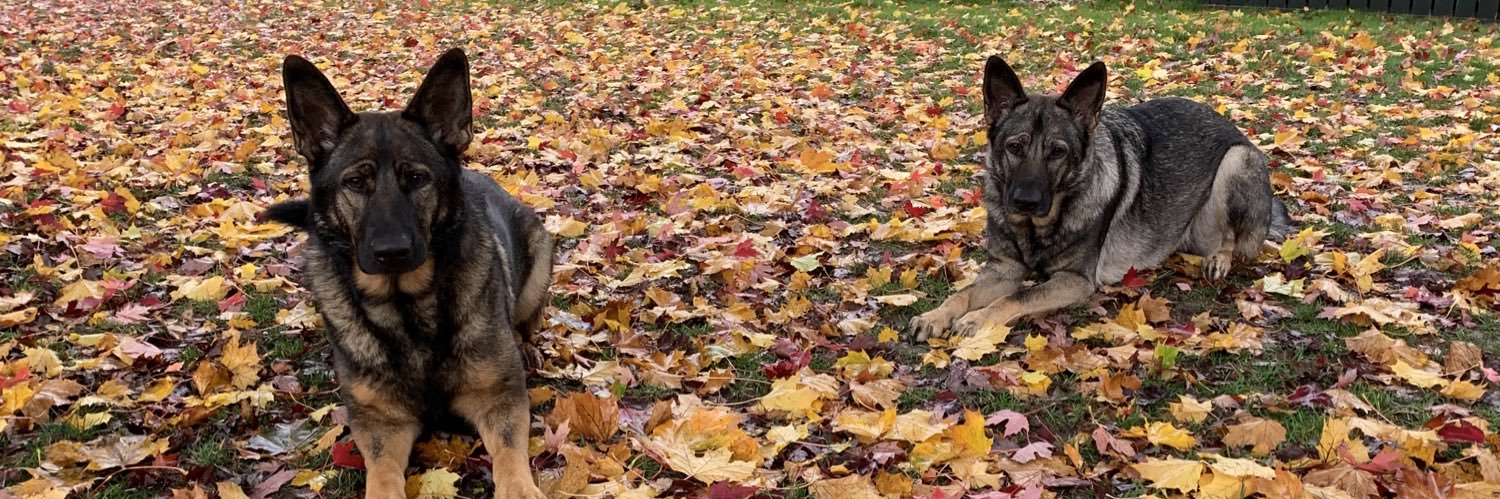 laineyfox00's profile banner image