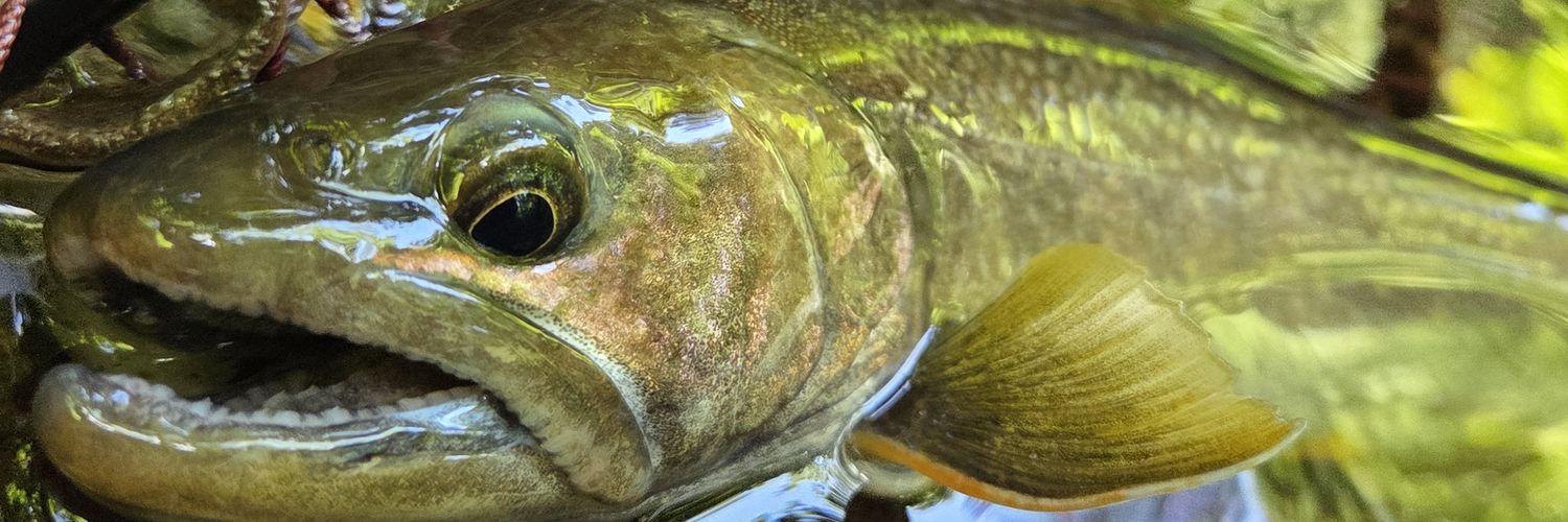 SONIDORIfishing's profile banner image