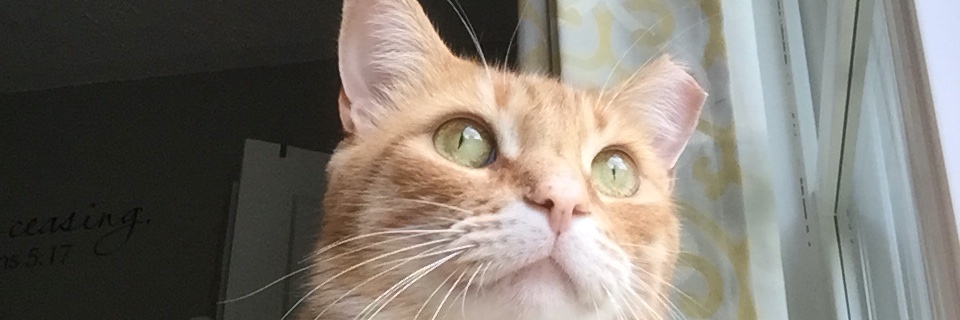PickenUp's profile banner image