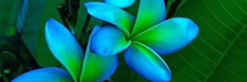 Stormi Fontaine banner