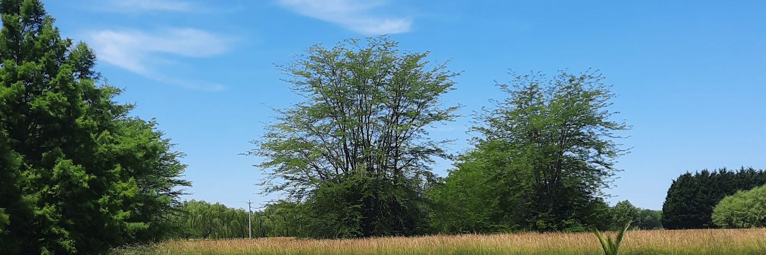 Yanuflor's profile banner image