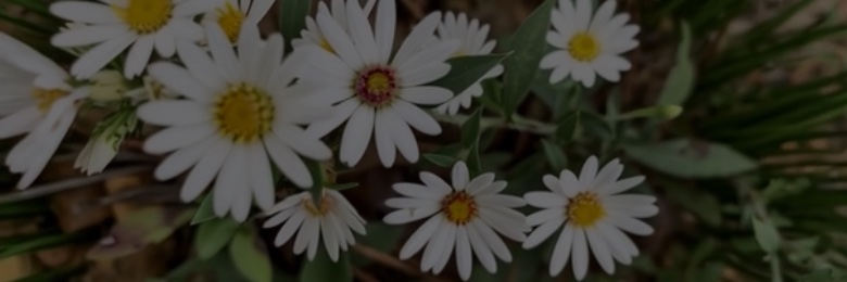 thabrowns's profile banner image