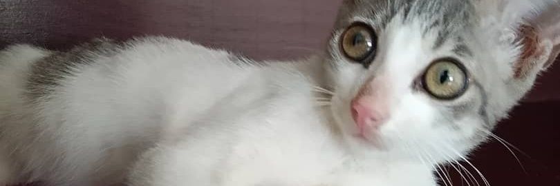 Sebastian Jurado banner