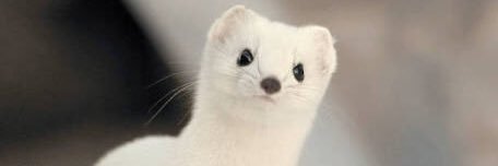 raw_wheat's profile banner image