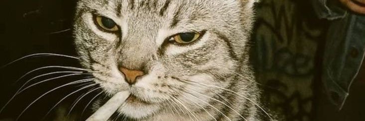 JustAddCats's profile banner image