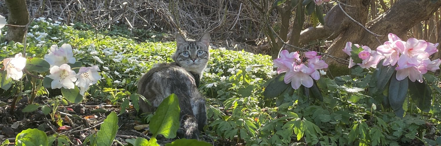 Mewtastic_time's profile banner image