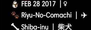 ShiruOnSolana's profile banner image