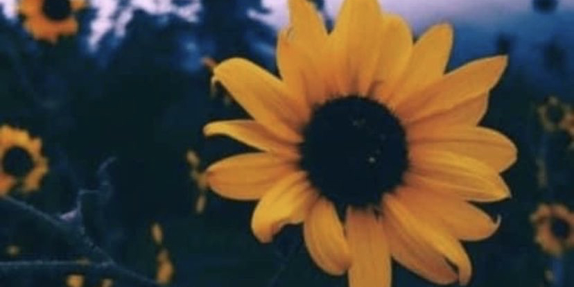 Billie banner