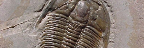 Bikil Profile Banner