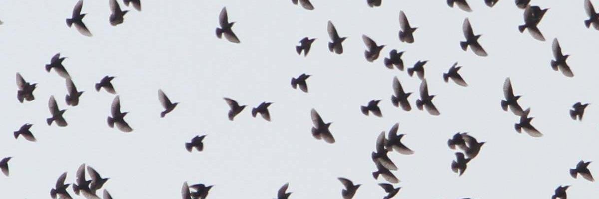simonisaacs's profile banner image