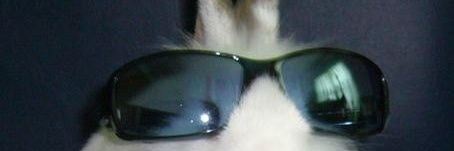 Kan🐇🌱 banner