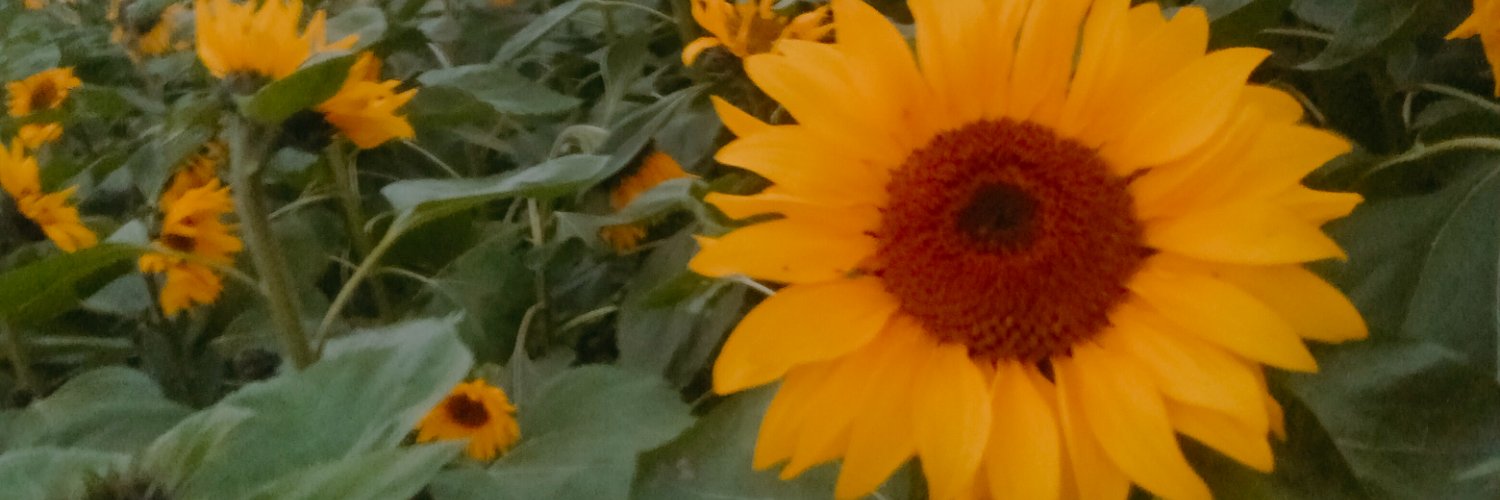 Shaon1010's profile banner image