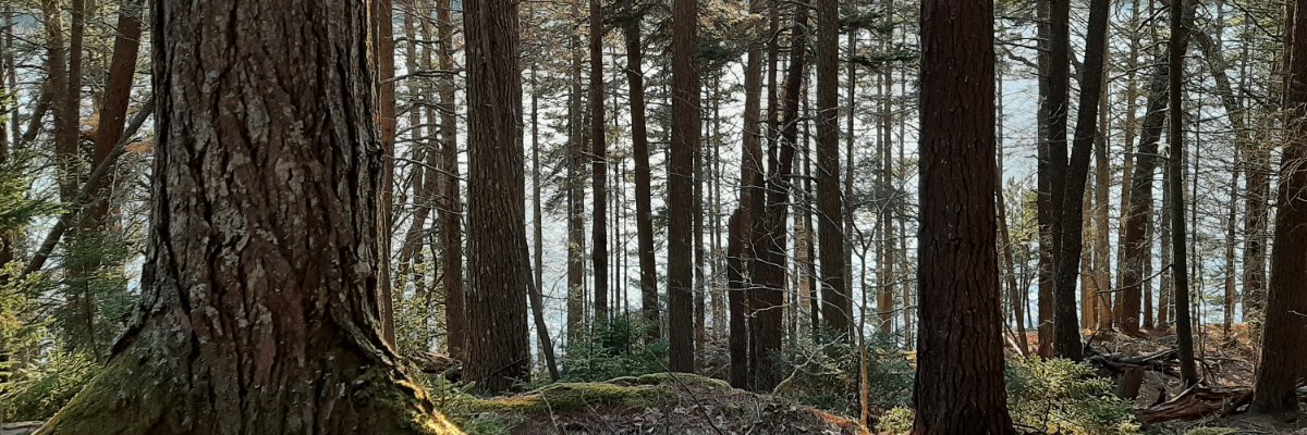 enitschke's profile banner image