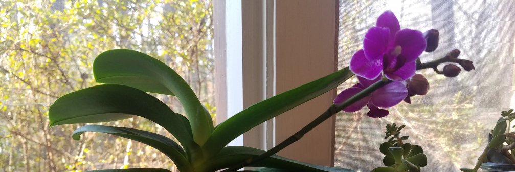 JazzFluteRocks's profile banner image