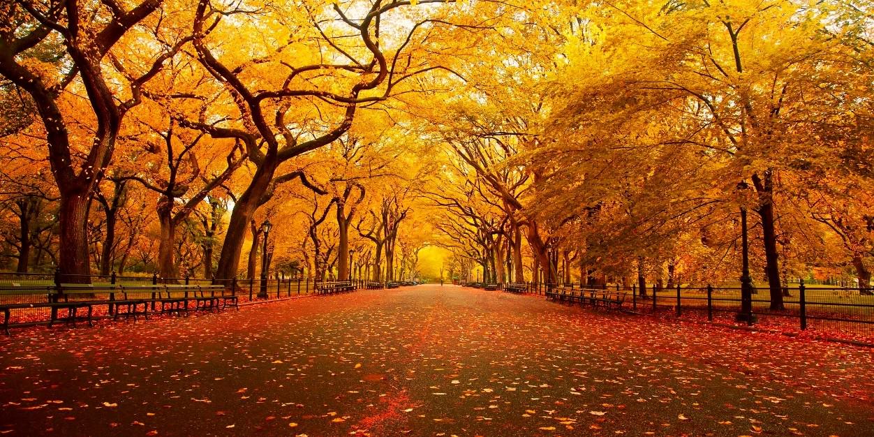 Dafcass's profile banner image