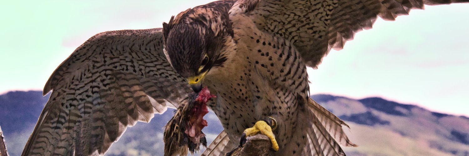 Falcon36's banner