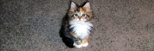 PhoebePurr's profile banner image